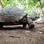 Zanzibar : Prison Island Tour - Final Thoughts on Value and Experience