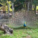 Zanzibar: Prison Island Tour with Giant Tortoises &Boat Ride - Is it Worth the Price?