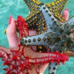 Zanzibar: Private Blue Lagoon & Starfish Snorkeling Tour - Key Points
