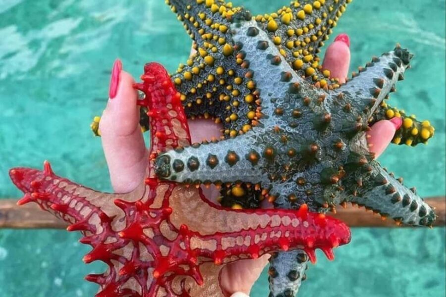 Zanzibar: Private Blue Lagoon & Starfish Snorkeling Tour - Key Points