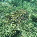 ZANZIBAR: Pungume Full day trip, Snokerling with BBQ lunch - What’s Included & What to Expect