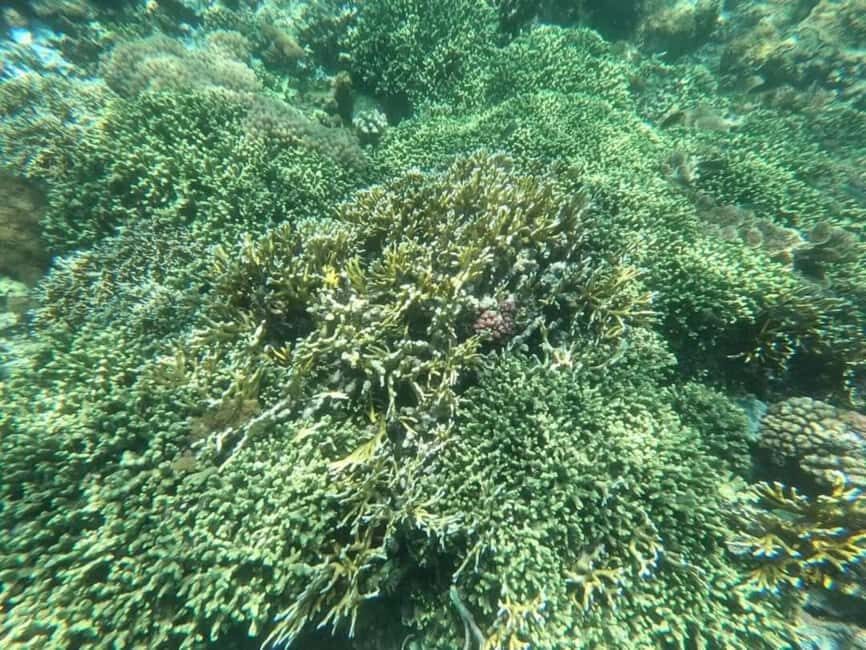 ZANZIBAR: Pungume Full day trip, Snokerling with BBQ lunch - What’s Included & What to Expect