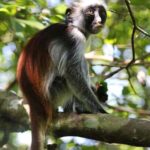 Zanzibar: Red Colobus Monkeys in Jozani Forest Guided Tour - Frequently Asked Questions