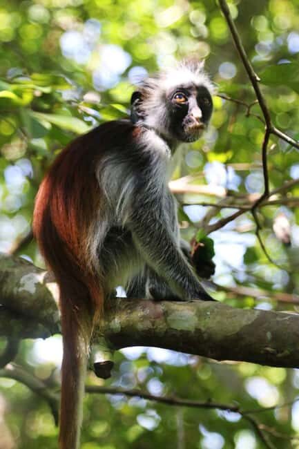 Zanzibar: Red Colobus Monkeys in Jozani Forest Guided Tour - Frequently Asked Questions