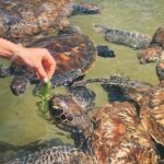 Zanzibar: Salaam Cave Swimming with Turtles Tour - Why This Tour is a Great Choice
