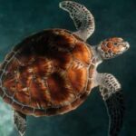 Zanzibar: Salaam Cave Swimming with Turtles Tour - Details of the Itinerary and Experience