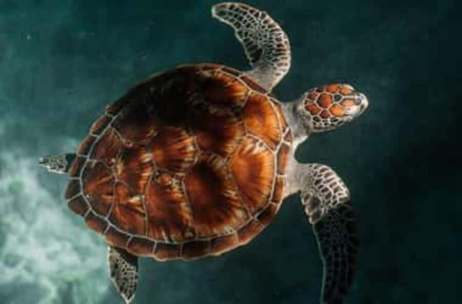 Zanzibar: Salaam Cave Swimming with Turtles Tour - Details of the Itinerary and Experience