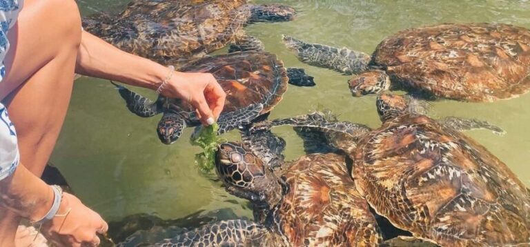 Zanzibar: Salaam Cave Swimming with Turtles Tour - Why This Tour is a Great Choice
