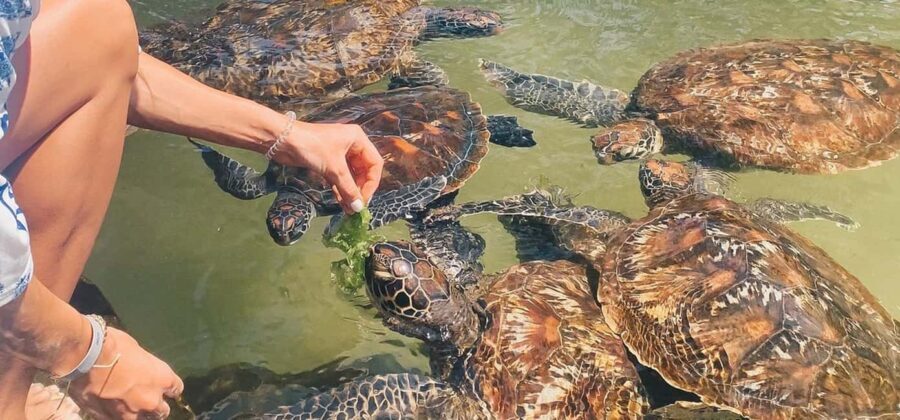 Zanzibar: Salaam Cave Swimming with Turtles Tour - Why This Tour is a Great Choice