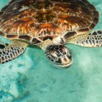 Zanzibar: Sea Turtle Swim at Salam Cave in Kizimkazi Village - The Value of the Experience