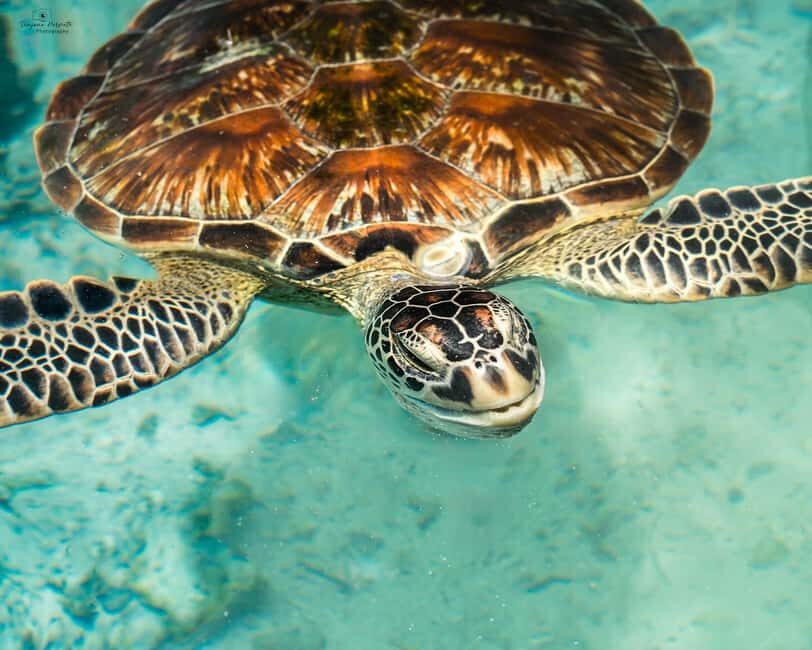 Zanzibar: Sea Turtle Swim at Salam Cave in Kizimkazi Village - The Value of the Experience
