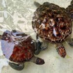 ZANZIBAR: Sea Turtles Swimming, Location Nungwi or Kizimkazi - Exploring Kizimkazi Salaam Cave