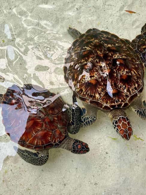 ZANZIBAR: Sea Turtles Swimming, Location Nungwi or Kizimkazi - Exploring Kizimkazi Salaam Cave