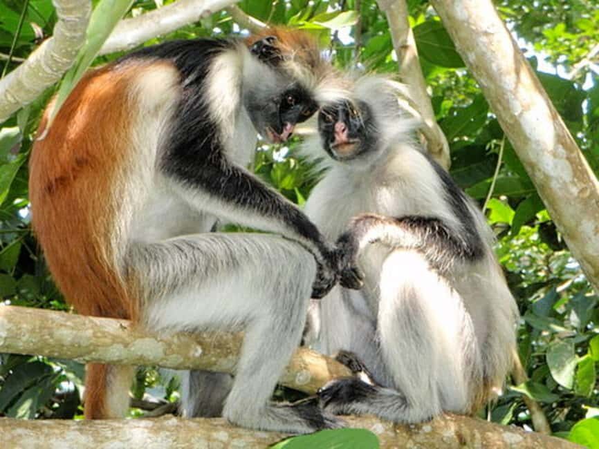 Zanzibar: Spice Farm, Jozani Forest, & Stone Town Tour - Exploring Jozani Forest: Wildlife and Conservation