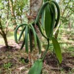 Zanzibar: Spice Farm, Local Lunch & Coconut Climbing - Value and Practical Considerations