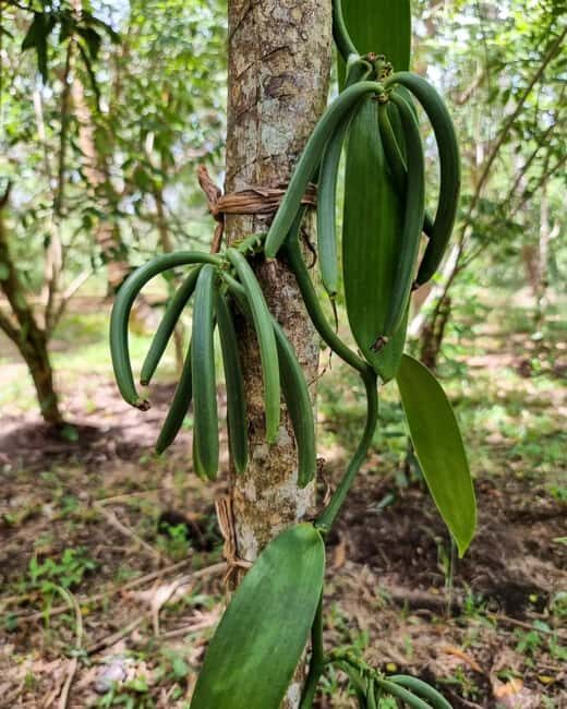 Zanzibar: Spice Farm, Local Lunch & Coconut Climbing - Value and Practical Considerations