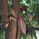 Zanzibar Spice Farm Private Guided Tour - Who Would Love This Tour?
