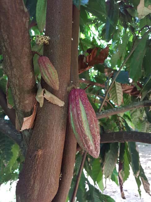 Zanzibar Spice Farm Private Guided Tour - Who Would Love This Tour?