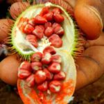 Zanzibar: Spice Farm tour and Stone Town Guided walking tour - What to Expect: A Well-Rounded Cultural and Sensory Journey