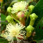 ZANZIBAR: Spice Farm tour, Jozani Forest & Salaam Cave - Encountering Endangered Wildlife in Jozani Forest