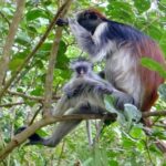 Zanzibar: Spice Farm Tour & Jozani with Lunch - Why This Tour Works for Different Travelers