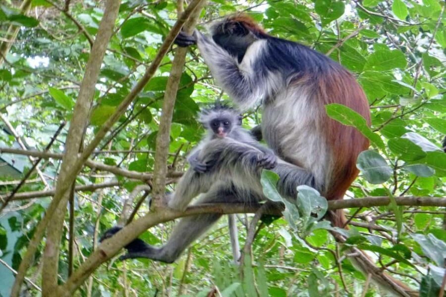 Zanzibar: Spice Farm Tour & Jozani with Lunch - Why This Tour Works for Different Travelers