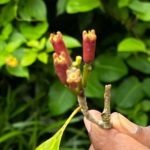 ZANZIBAR: SPICE FARM TOUR TASTING & LEARNING - The Setting: A Green Paradise of Aromatic Plants