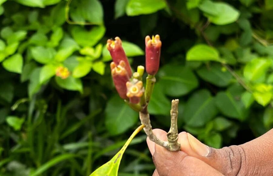 ZANZIBAR: SPICE FARM TOUR TASTING & LEARNING - The Setting: A Green Paradise of Aromatic Plants