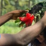 Zanzibar: Spice Farm Tour with Cooking Class and Lunch - Harvesting and Cooking