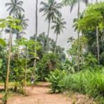 Zanzibar: Spice farm tour with Zanzibar fruits tasting - Who Will Love This Tour?