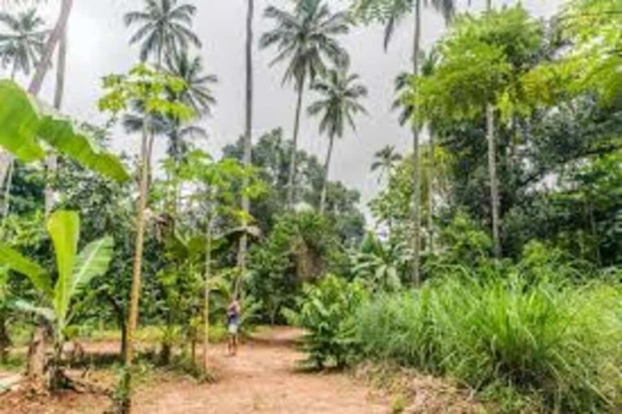 Zanzibar: Spice farm tour with Zanzibar fruits tasting - Who Will Love This Tour?