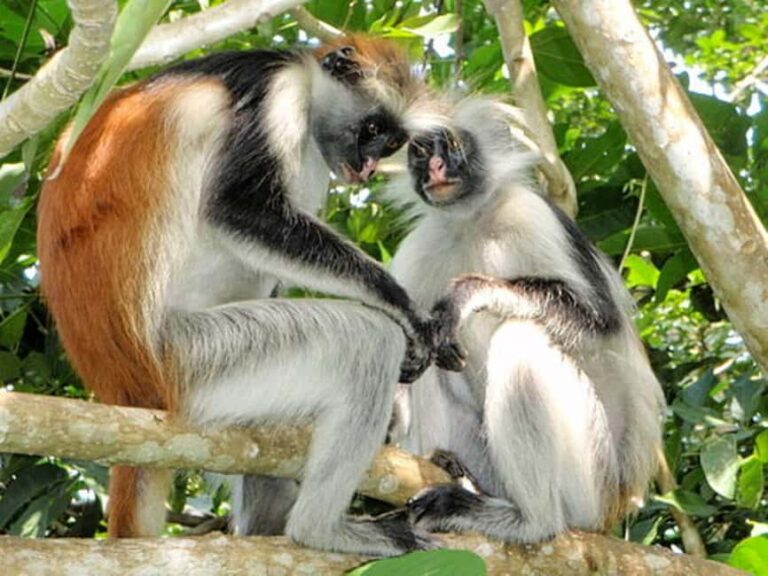 Zanzibar: spice farm,Stone Town and Salaam Cave Tour - The Logistics: How It All Comes Together