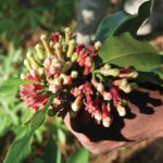 Zanzibar Spice Tour, Lunch Break Experience - Exploring Jozani Forest and Meeting the Monkeys