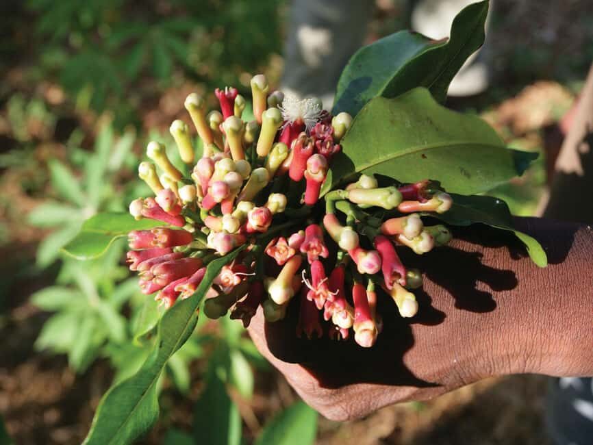 Zanzibar Spice Tour, Lunch Break Experience - Exploring Jozani Forest and Meeting the Monkeys
