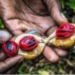 Zanzibar: Spice tour + Stone Town Walking tour - Who Will Love This Tour?