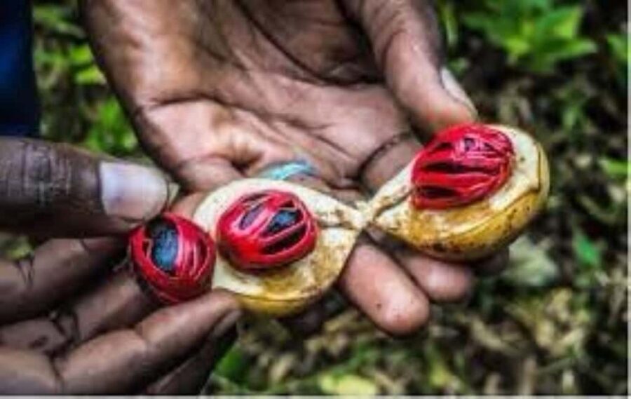 Zanzibar: Spice tour + Stone Town Walking tour - Who Will Love This Tour?