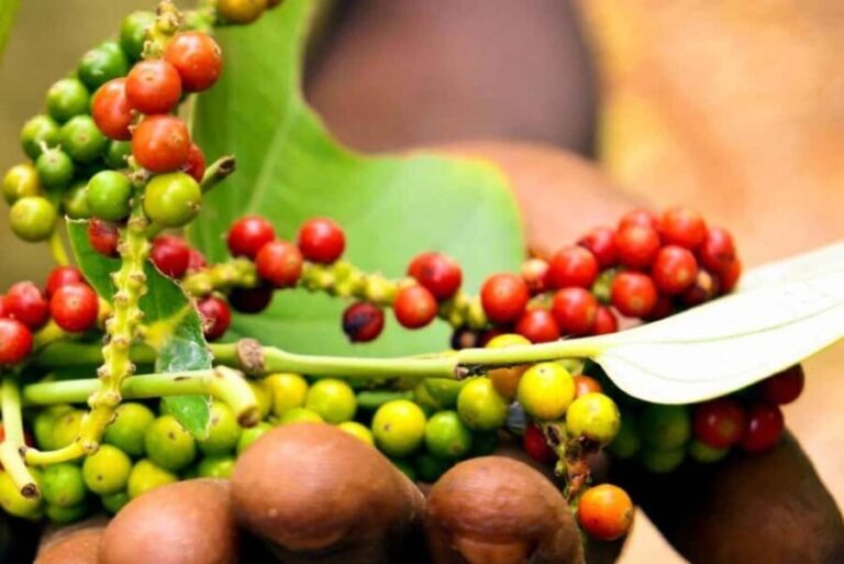 Zanzibar: Spice Tour with Lunch - Detailed Review of the Zanzibar Spice Tour with Lunch