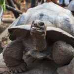 Zanzibar: Stone Town and Prison Island Tour - Who Will Love This Tour?