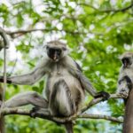 Zanzibar: Stone Town, History and Jozani Forest Guided Tour - Flexible Schedule and Practical Details