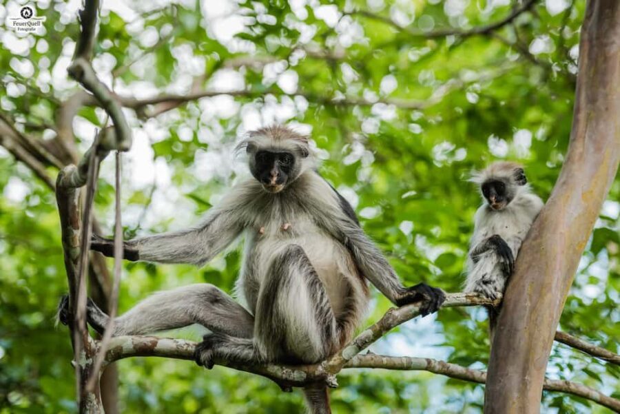 Zanzibar: Stone Town, History and Jozani Forest Guided Tour - Flexible Schedule and Practical Details