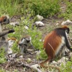 Zanzibar: Stone Town & Jozani Forest Day Tour - Value for Money and Price Analysis