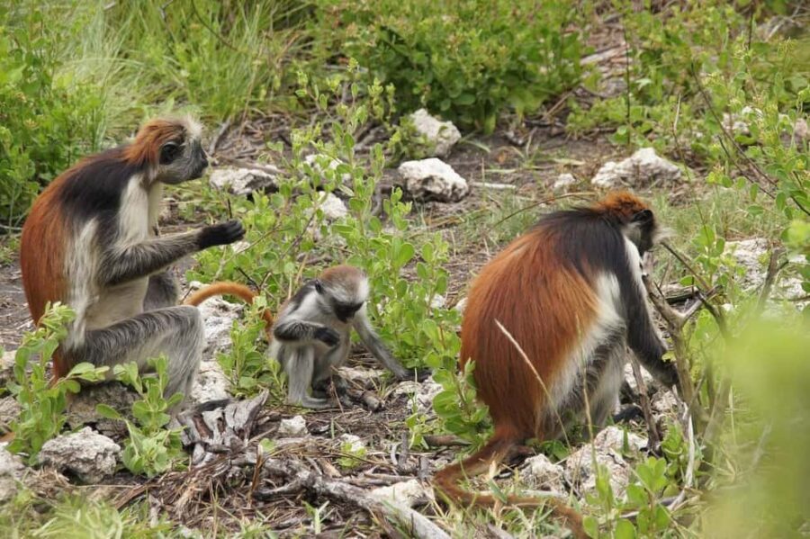 Zanzibar: Stone Town & Jozani Forest Day Tour - Value for Money and Price Analysis