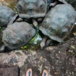 Zanzibar: Stone Town, Prison Island, and Jozani Forest Tour - Who Would Love This Tour?