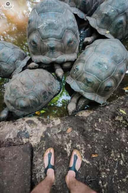 Zanzibar: Stone Town, Prison Island, and Jozani Forest Tour - Who Would Love This Tour?