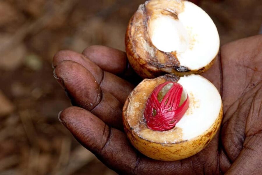 Zanzibar: Stone Town & Prison Island, Nakupenda, Spice Tour - What’s Missing or To Consider
