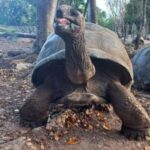 Zanzibar: Stone Town, Prison Island & Spice farm with Lunch - Prison Island: Encountering Giant Tortoises and History