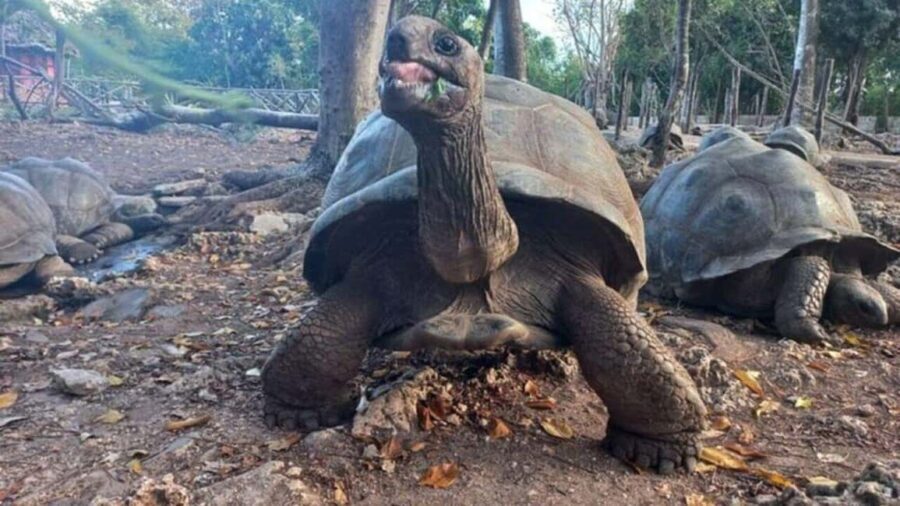 Zanzibar: Stone Town, Prison Island & Spice farm with Lunch - Prison Island: Encountering Giant Tortoises and History