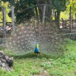 Zanzibar: Stone Town Walking Tour and Prison Island day Trip - Relaxation, Snorkeling, and Natural Beauty