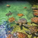Zanzibar: Swim with Sea Turtles at Baraka or Salaam Aquarium - What to Keep in Mind Before Booking