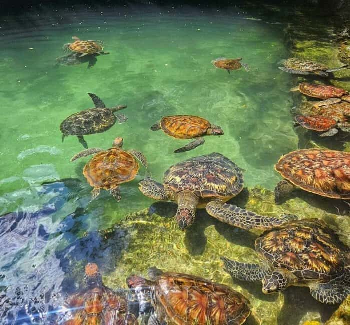 Zanzibar: Swim with Sea Turtles at Baraka or Salaam Aquarium - What to Keep in Mind Before Booking